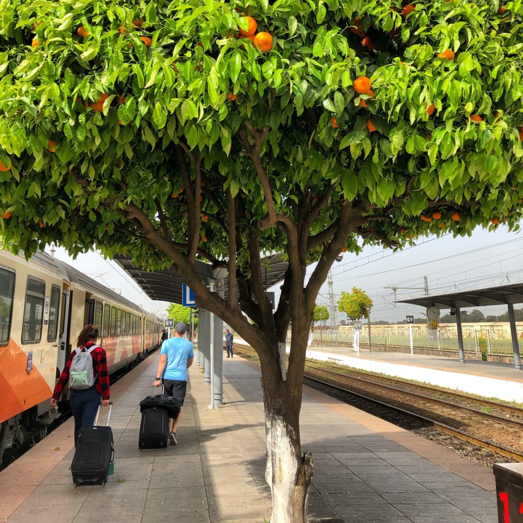 orange trees Fez train station potsandplanes.com