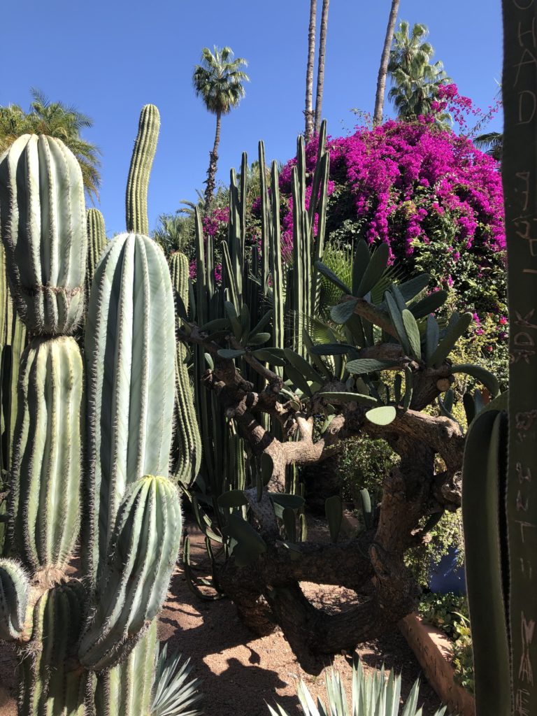 majorelle garden morocco potsandplanes.com