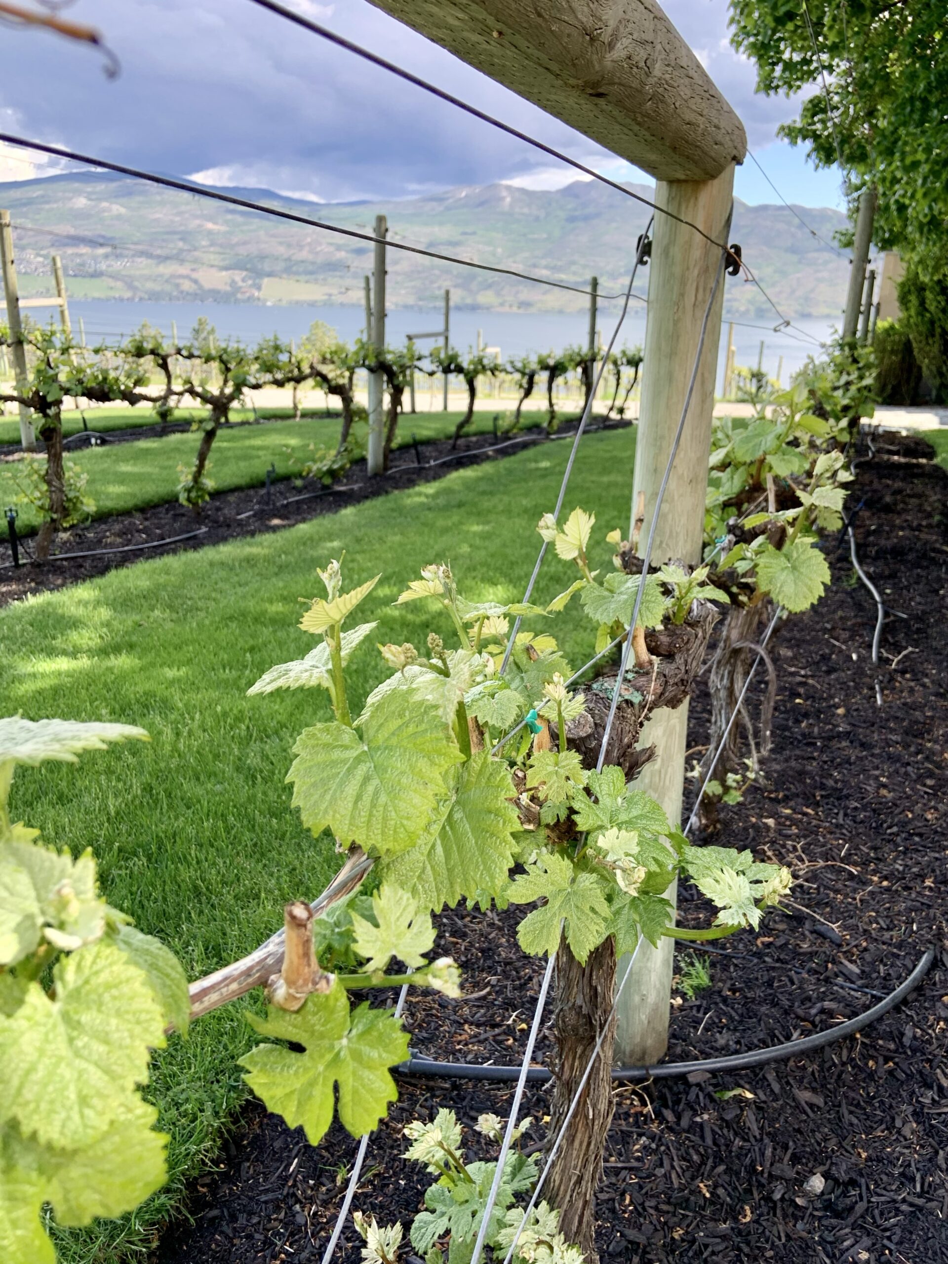 4 West Kelowna Wineries I Loved + a Cider House You Need to Visit