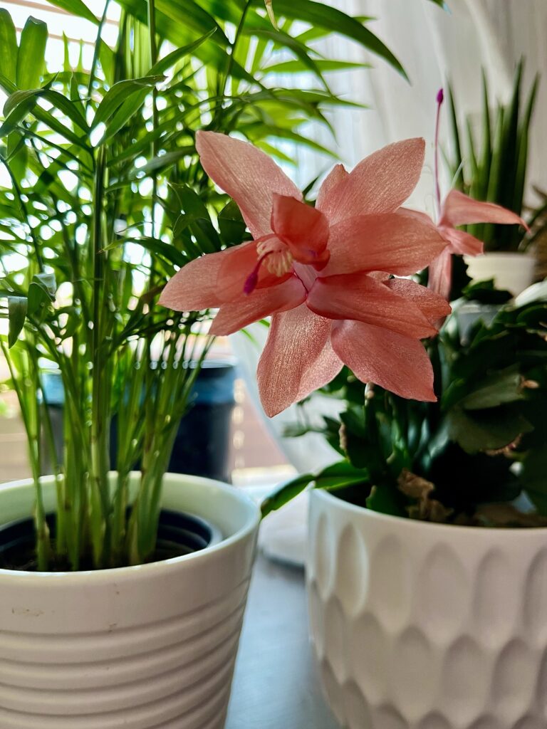 friday favourites christmas cactus flowering in april potsandplanes.com