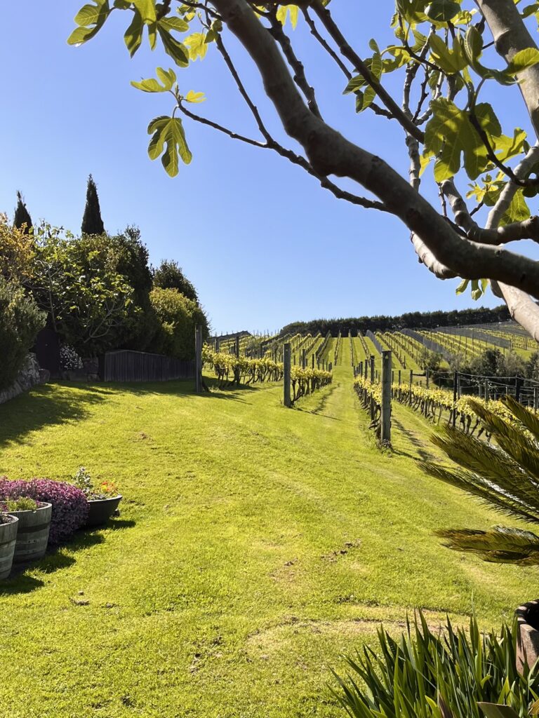 Vineyard views Waiheke potsandplanes.com